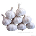 Competitive Price Wholesale Fresh Elephant Garlic